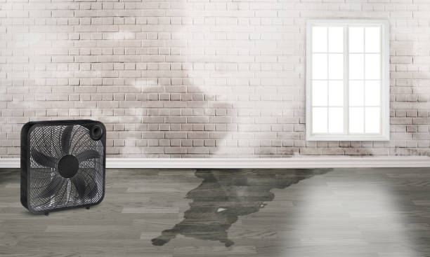 Best Professional water damage repair  in Riverside, OH